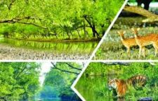 সুন্দরবন না বাঁচলে হুমকিতে পড়বে উপকূলের মানুষ ও বাংলাদেশের পরিবেশ-অর্থনীতি