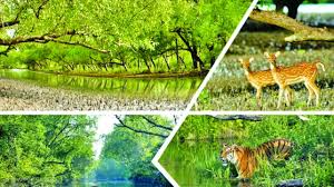 সুন্দরবন না বাঁচলে হুমকিতে পড়বে উপকূলের মানুষ ও বাংলাদেশের পরিবেশ-অর্থনীতি