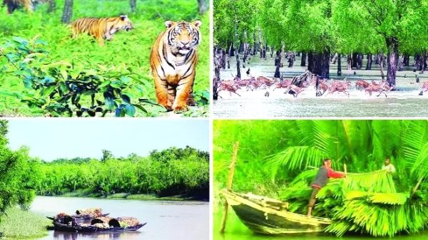 সুন্দরবনের অর্থমূল্য সাড়ে ৫ হাজার কোটি টাকা, তবু সুরক্ষায় কতটা উদ্যোগ?
