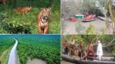 সুন্দরবনে জলবায়ুর কষাঘাত, বিপন্ন উপকূলের জীবন ৩০ বছরে কমেছে ফসলি জমি, বাড়ছে লবণাক্ততা ও অনাবাদি জমি