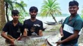 সুন্দরবনে জেলের জালে ২০ কেজির কোরাল তিন মাসের নিষেধাজ্ঞার পর বড় মাছের দেখা