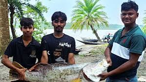 সুন্দরবনে জেলের জালে ২০ কেজির কোরাল তিন মাসের নিষেধাজ্ঞার পর বড় মাছের দেখা