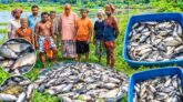মোরেলগঞ্জে রাতের আঁধারে ৬ লাখ টাকার মাছ নিধনের অভিযোগ
